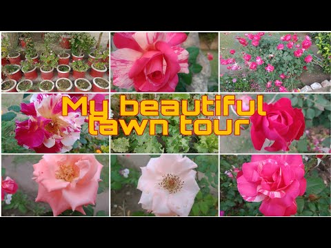 My Home 🏡 Lawn Tour | Home Garden Decoration Ideas | Flowers 🌸 Collection | Musfira Khan