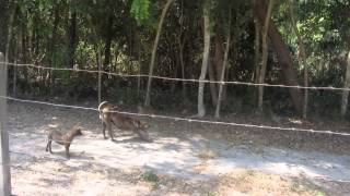 preview picture of video 'Adorable feral wild dogs living in the woods just behind the seafront at Cha Am'