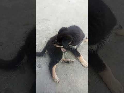 #dog #puppy no reaction🤣🤣