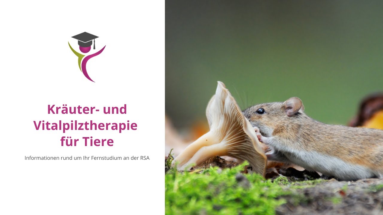 Kräuter- und Vitalpilztherapie für Tiere - Informationen rund um Ihr Fernstudium an der RSA