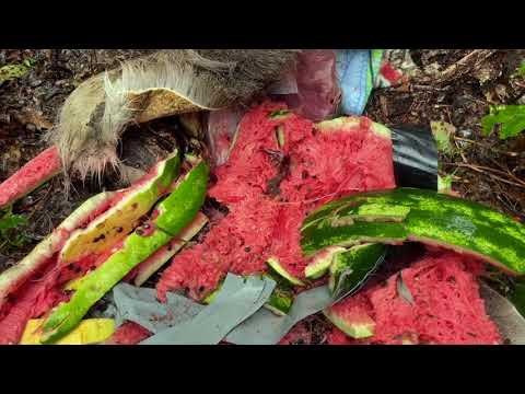 Swift A-Frame Vs Nosler Partition terminal ballistics comparison