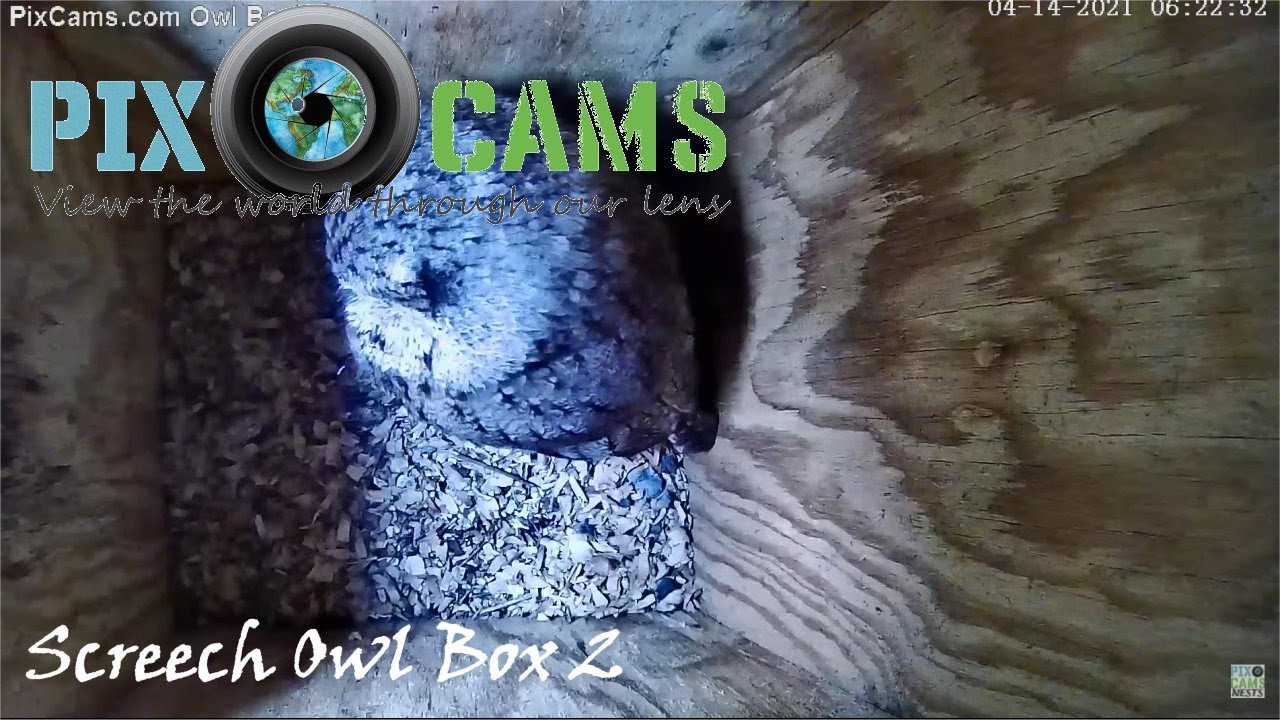 Live webcam view of Screech Owl Box 2 Nest Cam