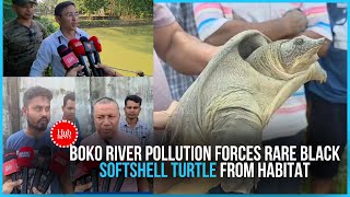 Endangered Turtle rescued as market waste chokes Boko river, wetlands