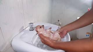 How to Give Puppy First Bath. Pomeranian with Warm Water