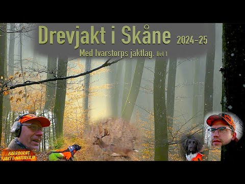 Drevjakt i Skåne  2024-25 med Ivarstorps Jaktlag  del 1    "English Subtitles"
