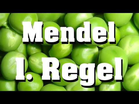 1. Mendelsche Regel (klassische Genetik)