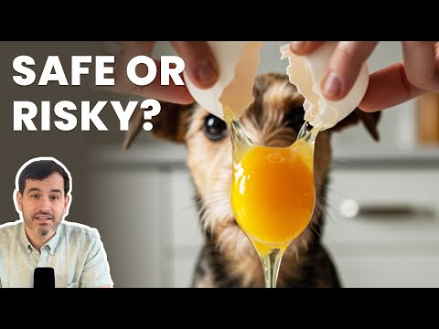 Can Dogs Eat Eggs? Benefits, Risks, and Safe Ways to Feed Them