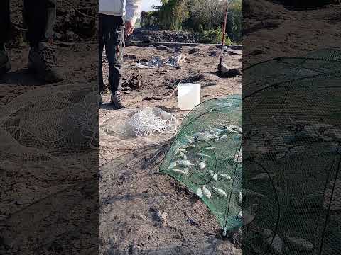 10 abril 2026 - Ensenada - Río Santiago - Bogas y doradillos más bonus track... antes del puente.