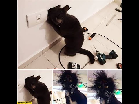 Try Not To Laugh Challenge   Funny Cat Compilation