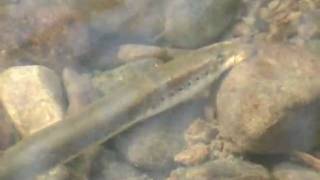 preview picture of video 'Ohio Lamprey - Sunday Creek'