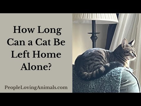 How Long Can a Cat Be Left Home Alone?