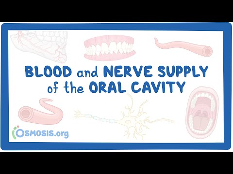 Blood and nerve supply of the oral cavity