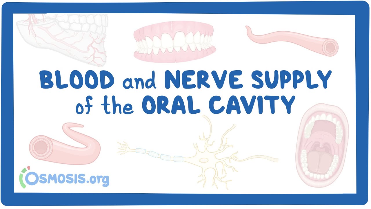 Blood and nerve supply of the oral cavity