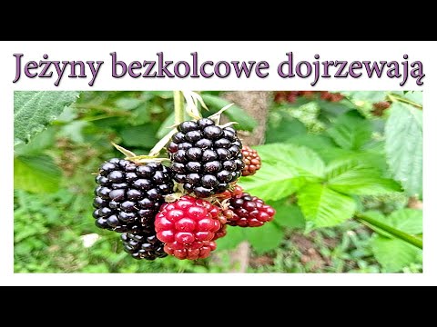 Początek dojrzewania jeżyn bezkolcowych w sierpniu - Ogrodowe pierdamony 119