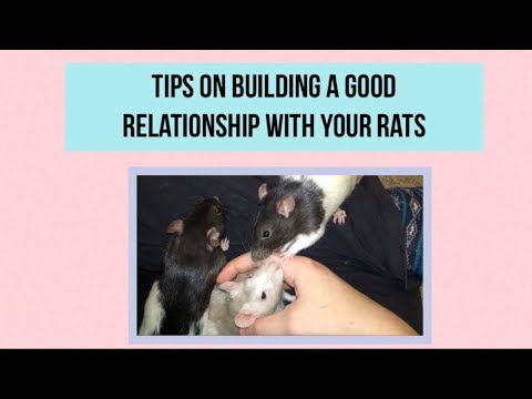 Tips on Building a Good Relationship with your Rats!