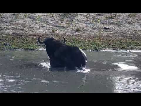 Djuma: Lone African Buffalo at the dam-something sppoks it towards the end - 07:15 - 03/14/2022