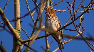 Download lagu MASTERAN GACOR PIKAT ANIS GUNUNG KEMBANG SUARA PANCINGAN PART 1 | KICAU MERDU ASLI SUARA BURUNG mp3 Download lagu MASTERAN GACOR PIKAT ANIS GUNUNG KEMBANG SUARA PANCINGAN PART 1 | KICAU MERDU ASLI SUARA BURUNG mp3