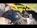 Larry S Life E68 Tips Planting Sesame