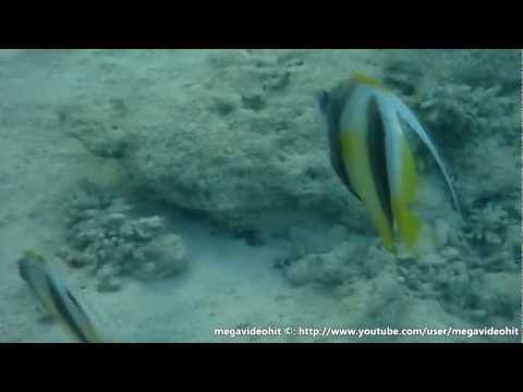 Red Sea bannerfish Красноморская флаговая кабуба Heniochus intermedius