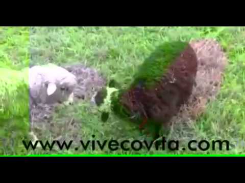 El primer encuentro amoroso de Vita y Yako con su corte de honor