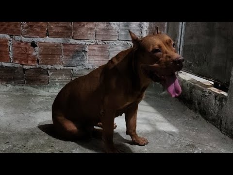 pitbull nuwan monster #lekthebestkennel