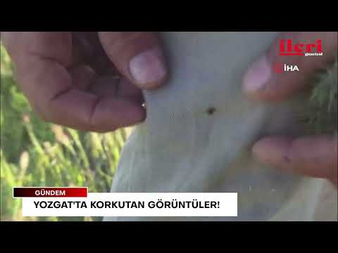 Yozgat'ta korkutan görüntüler! | İleri Gazetesi