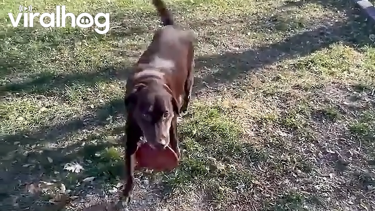 Abel's Spent Twelve Years Perfecting His Frisbee Flips || ViralHog