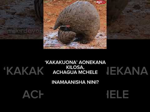 KAKAKUONA AONEKANA KILOSA MOROGORO, ACHAGUA MCHELE. JE, INAMAANISHA NINI?👀