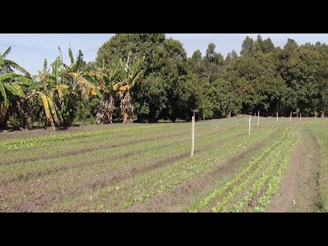 Horta Municipal de Rio Claro é reativada
