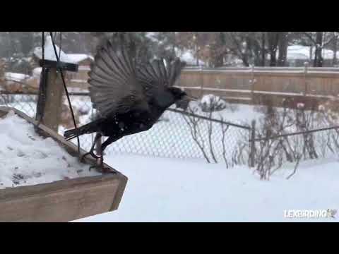 European Starlings Swarm Wild and Explosive Feeder Takeover