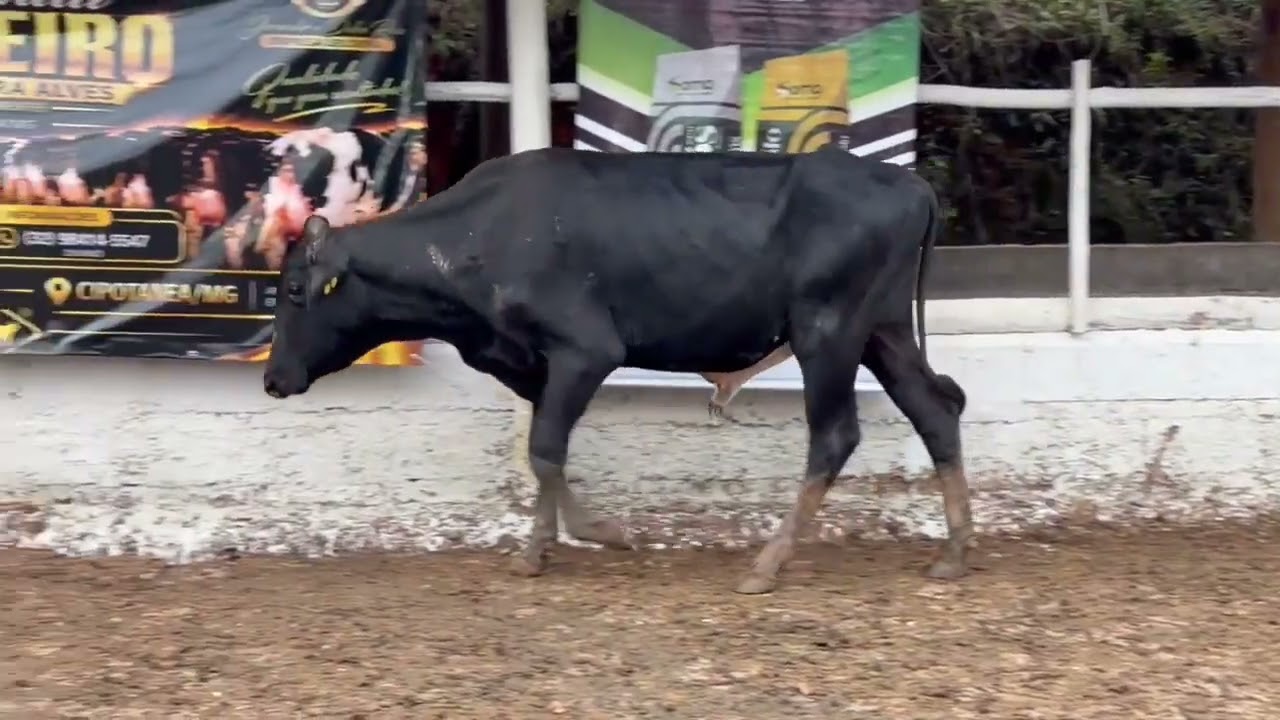 LOTE 79