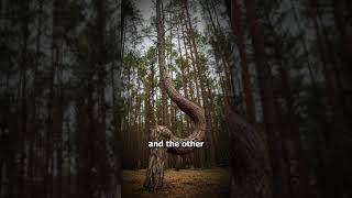 Poland's 400 Crooked Trees 😦