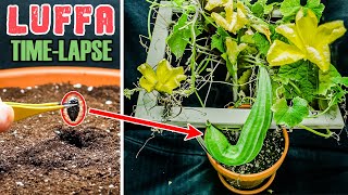 Luffa Plant Growing Time Lapse - Seed To Gourd (114 Days)
