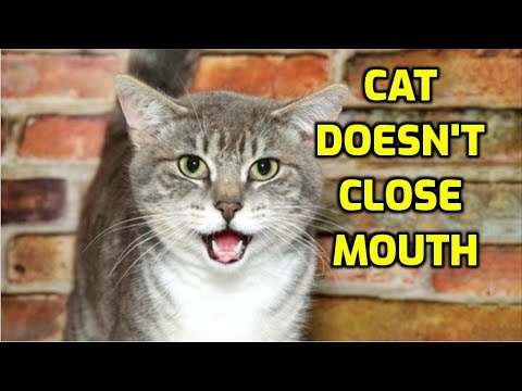 Why Does A Cat's Mouth Hang Open?