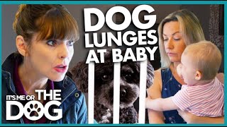 Dog Launches an Attack on Baby😱 | It's Me or The Dog