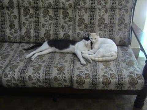 Mohammed Abu Bakr Suliman Ben Arshad & his Cats