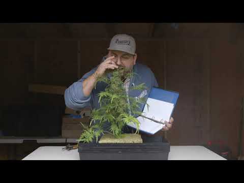 Phenotype Hunting the Freakshow!