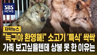 소고기 '특식' 싹싹..집으로 돌아간 늑구 놀라운 변화가 (자막뉴스) / SBS