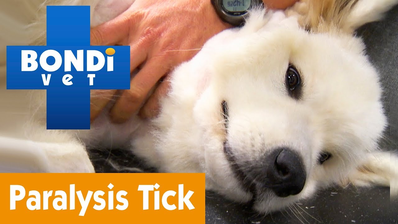 How To Protect Your Pet From A Paralysis Tick | Pet Health