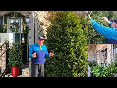 How To Prune Evergreens like Japanese Holly & Use The Trimmings To Create Stunning Winter Planters😉