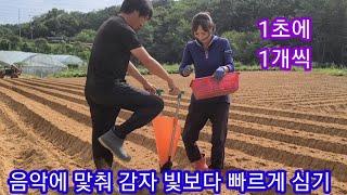 아싸~음악에 맟춰 1초에 하나씩 가을 홍감자심기 귀농 귀촌 전원일기 인간극장 주말농장 텃밭