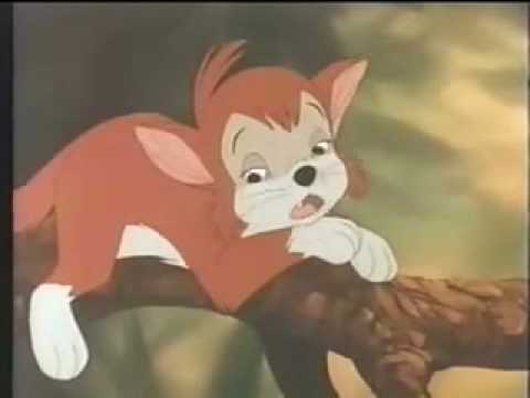 Banjo the woodpile cat  in 5 seconds