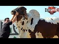 Biggest Brahman Bulls At Jamal Cattle Farm Bakra Eid 2026 Bakra Mandi 2026 JNTV