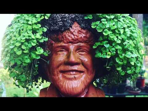 BobRoss ChiaPet Full Grow