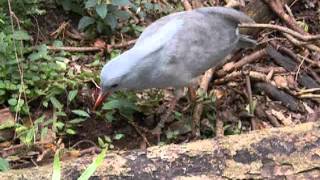 Cagou at the Noumea Zoo - New Caledonia