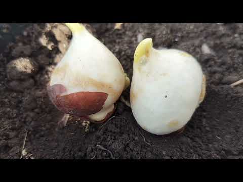 Meesho sa aay tulip bulb // How to grow tulip bulb in a pot