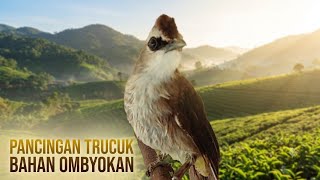 Download lagu TRUCUKAN BAHAN OMBYOKAN BELAJAR BUNYI..! PANCINGAN trucuk ombyokan AGAR JADI rajin bunyi mp3