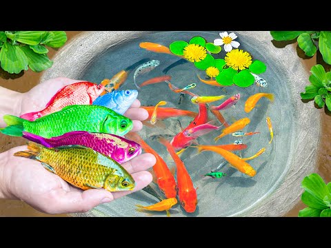 Amazing Catch Colorful Ornamental Fish In Eggs, Turtles, Koi Fish, Swordfish, Guppies, Ranchu Fish