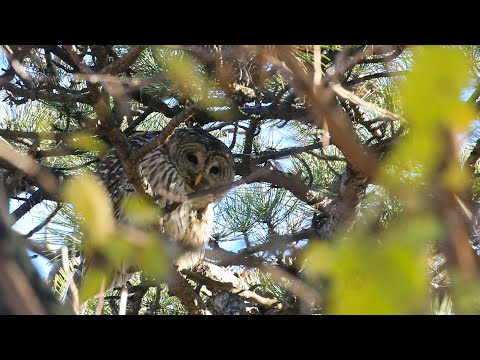 Barry New York City's Captivating And Photogenic Barred Owl Has Died