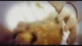 Megadeth - Die Dead Enough